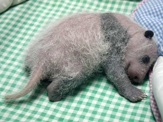 Ciencia y tecnología en Rtve.es - Evolución de los pandas madrileños