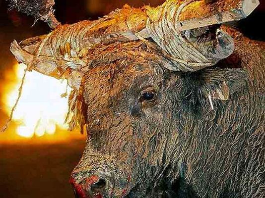  - Extremadura prohíbe los toros embolados y ensogados