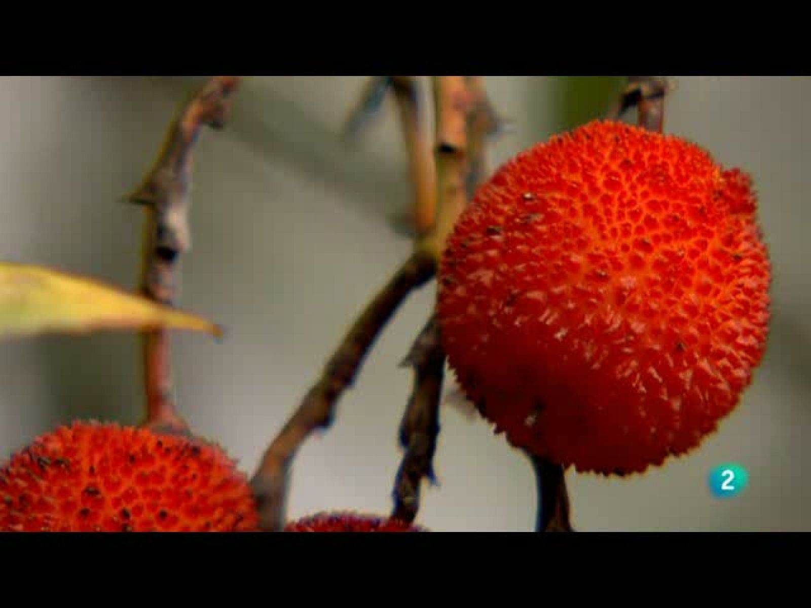 Biodiario - 25/09/10 - Biodiario | Ver