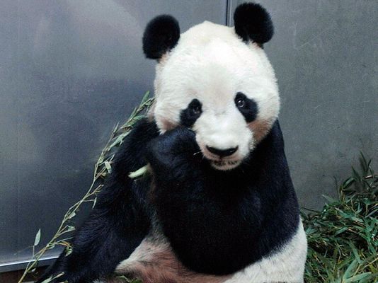Ciencia y tecnología en Rtve.es - Pandas en China