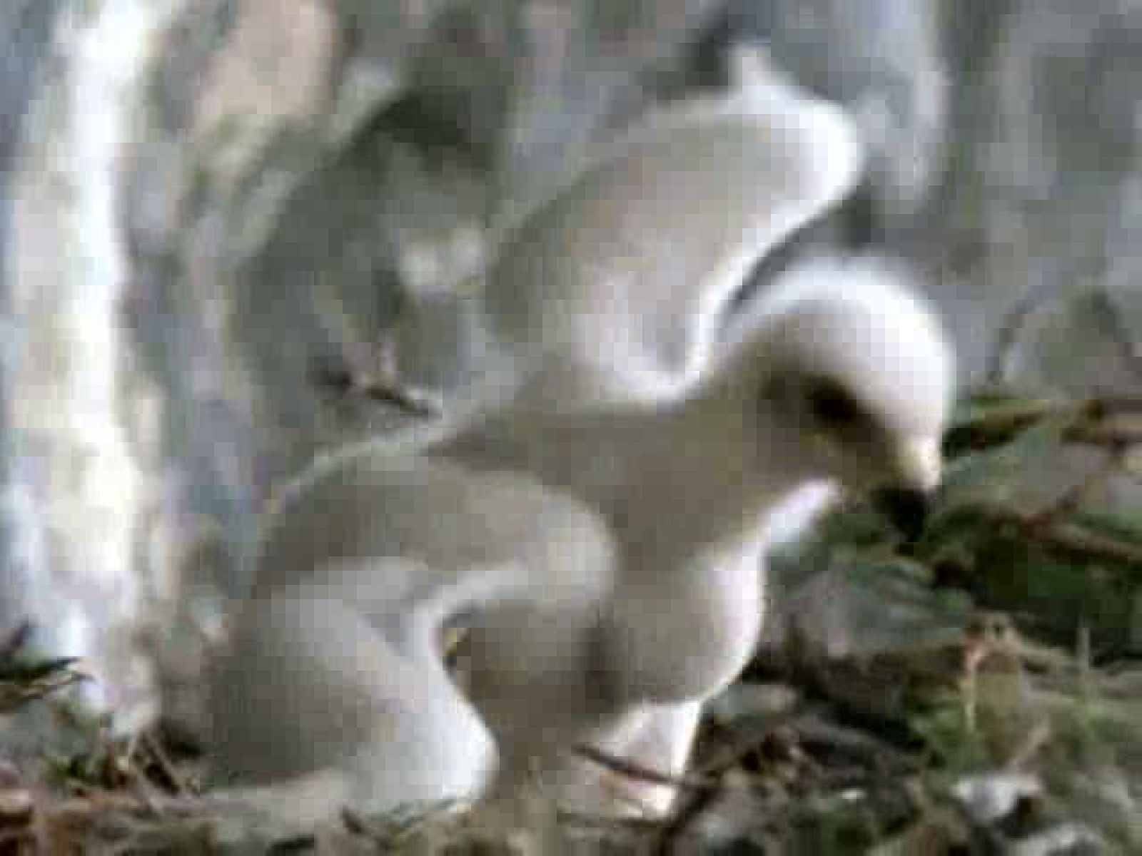 El Hombre y la Tierra (Fauna Ibérica)