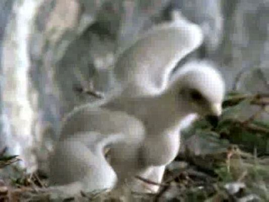 El hombre y la Tierra - Fauna Ibérica