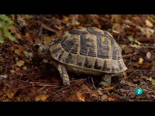 Biodiario - En la Sierra María Los Velez
