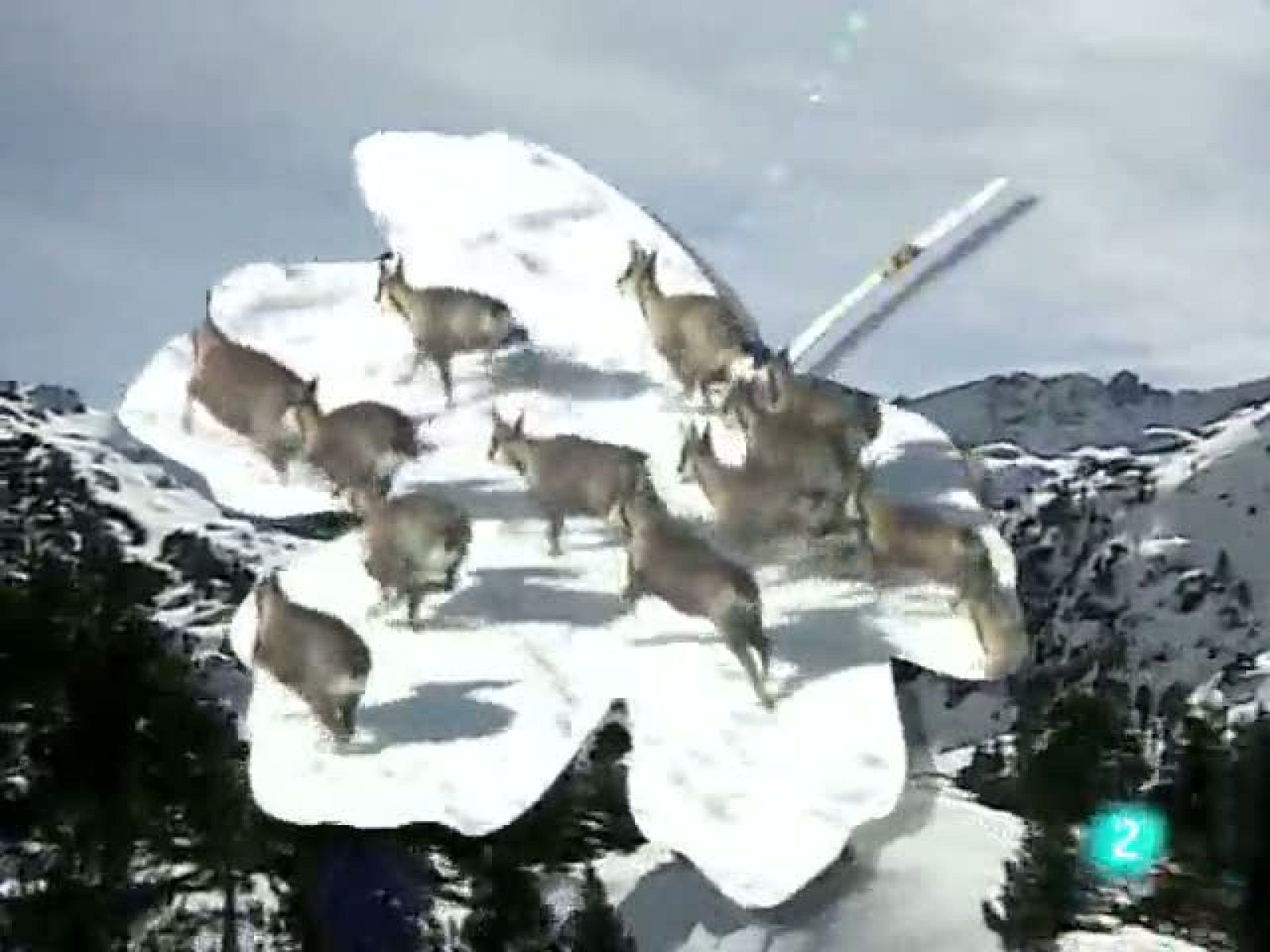 Racons de verd (1/10/2010)