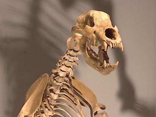  - Subasta de dinosaurios