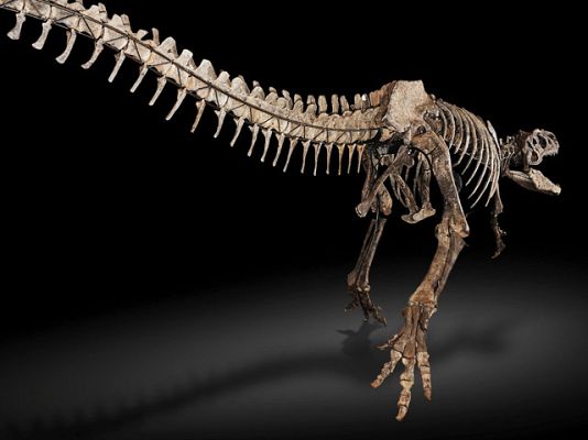 Ciencia y tecnología en Rtve.es - Subasta de esqueleto de dinosaurio