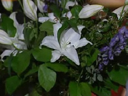 Ciencia y tecnología en Rtve.es - Las primeras flores de un bodegón