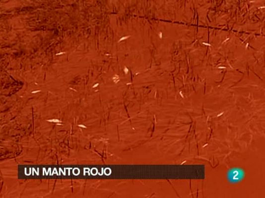 La 2 Noticias - La 2 Noticias - 06/10/10