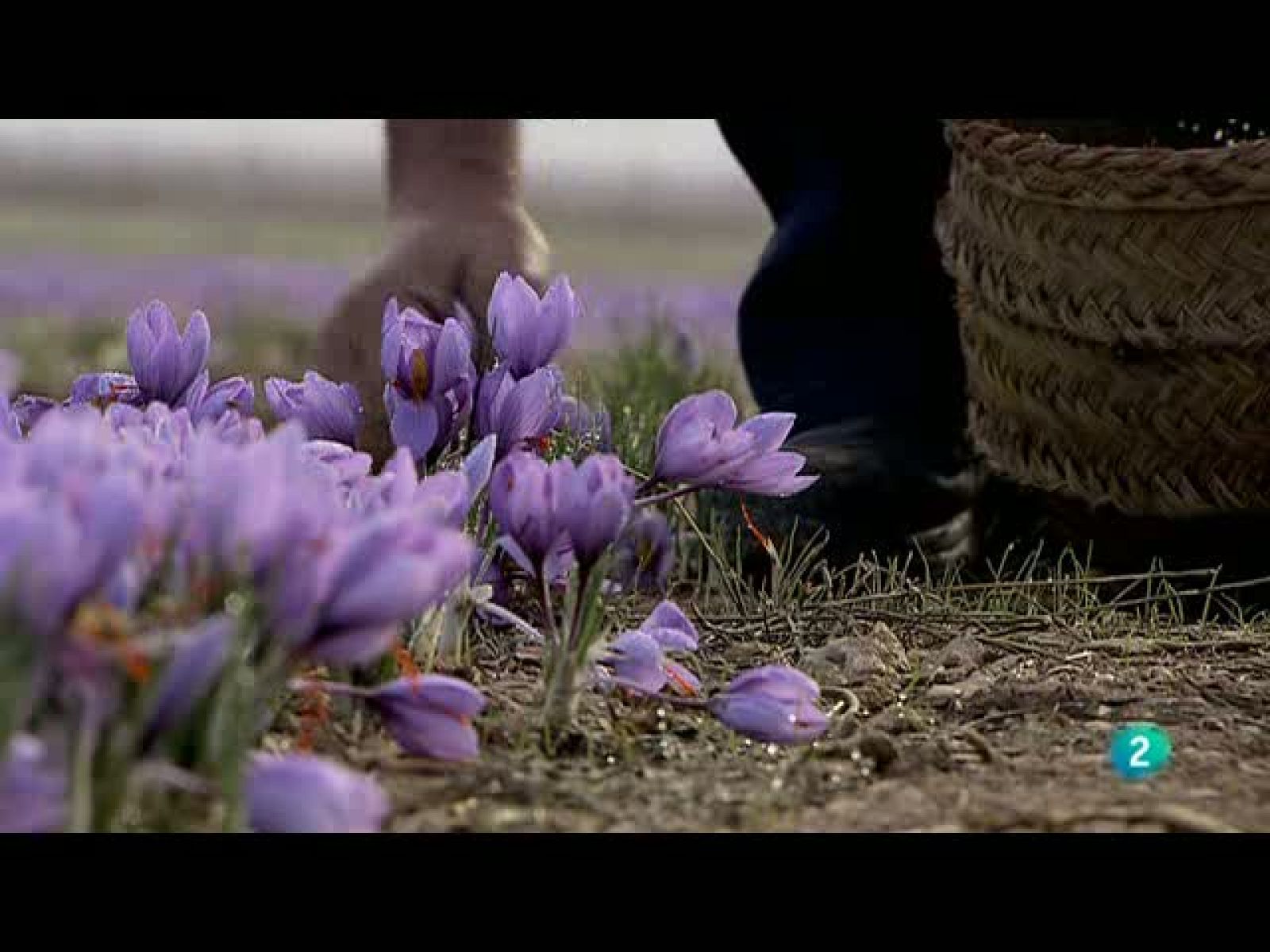 Biodiario - Un ave pequeña con un gran nombre: el buitrón - Biodiario | Ver