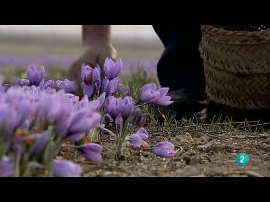 Biodiario - El buitrón