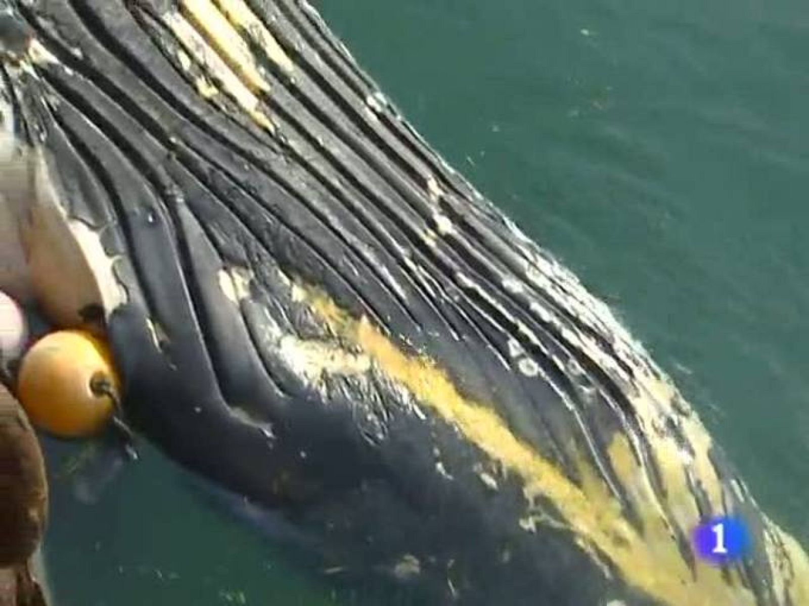 Telecantabria. (13/10/10)