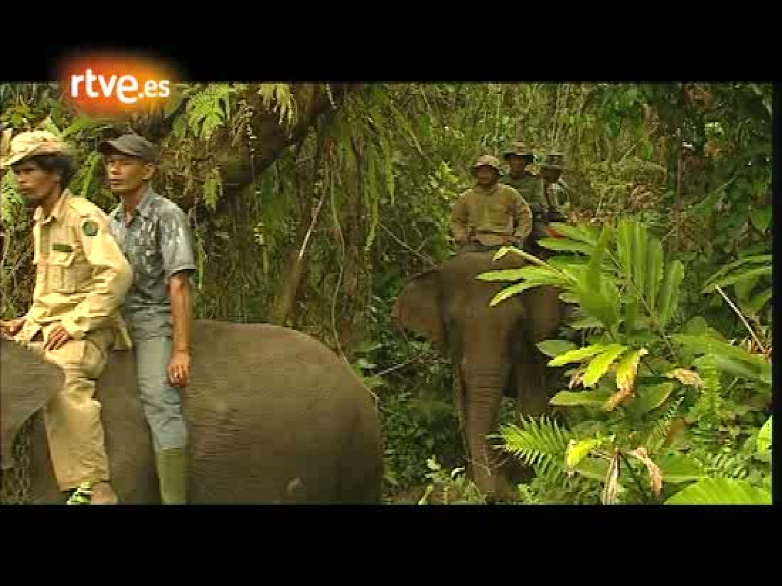 En portada - La ola que trajo la paz | Ver