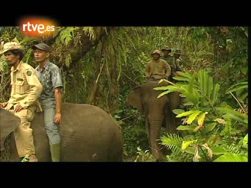 En portada - La ola que trajo la paz | Ver