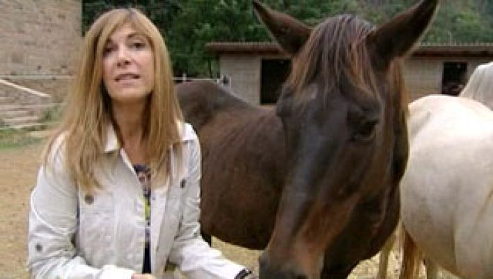 El escarabajo verde - Mascotascon fecha de caducidad