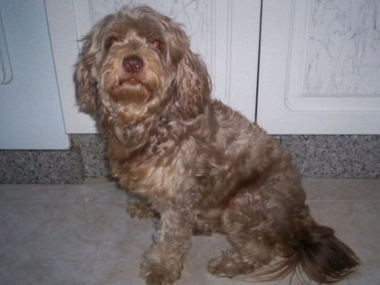  - Custodia compartida de un perro