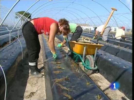  - Es época de plantar la fresa