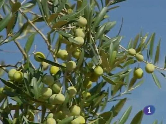 Noticias de Castilla-La Mancha - Noticias de Castilla La Mancha. Informativo de Castilla La Mancha. (14/10/10).