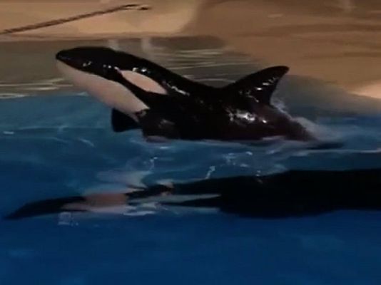 Ciencia y tecnología en Rtve.es - Nace la primera orca en España