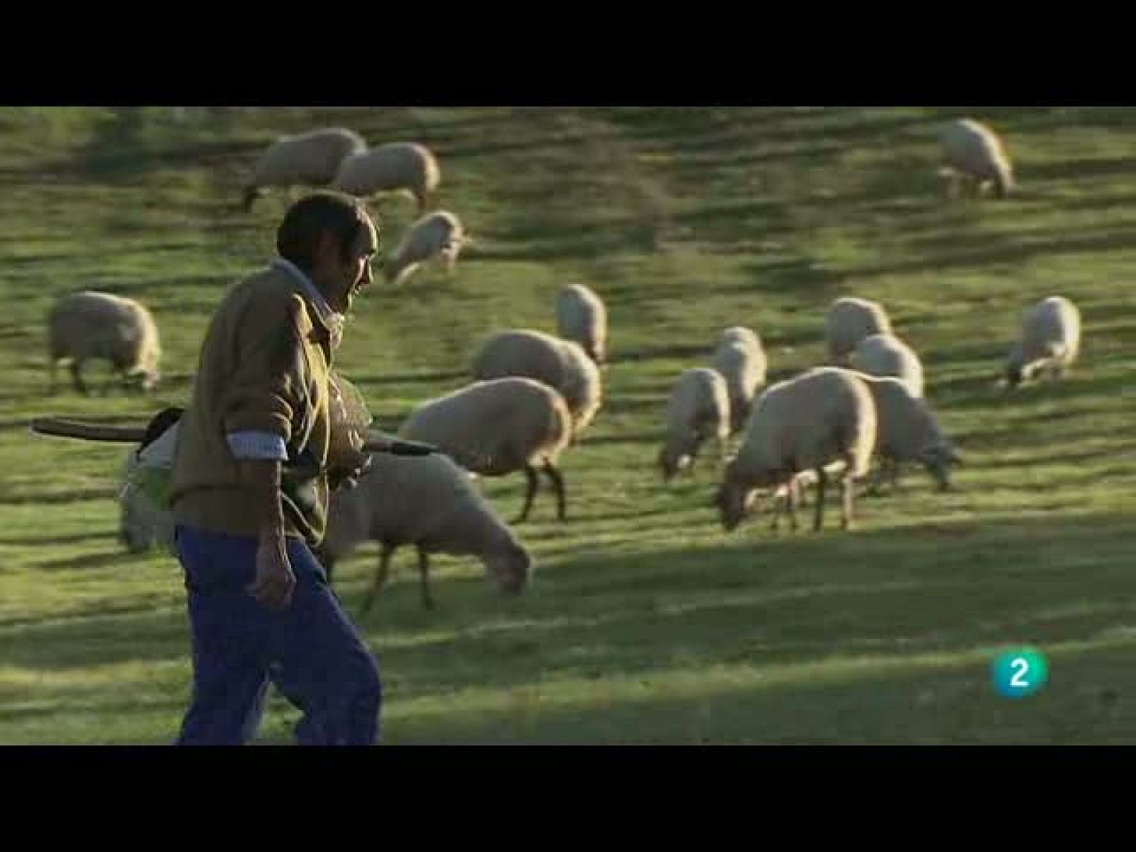 Biodiario - Ovejas rubias