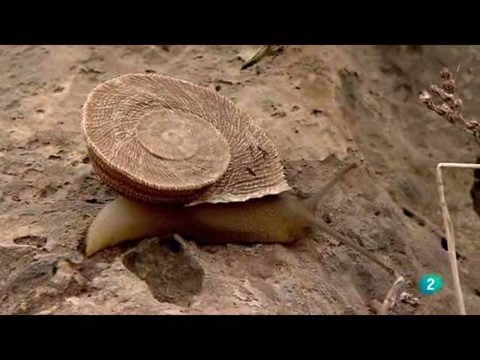 Biodiario - El caracol chapa