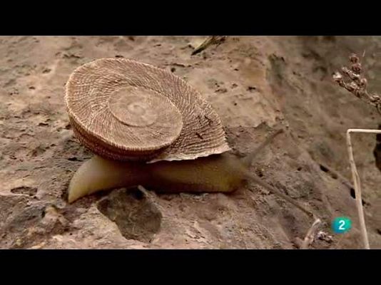 Biodiario - El caracol chapa