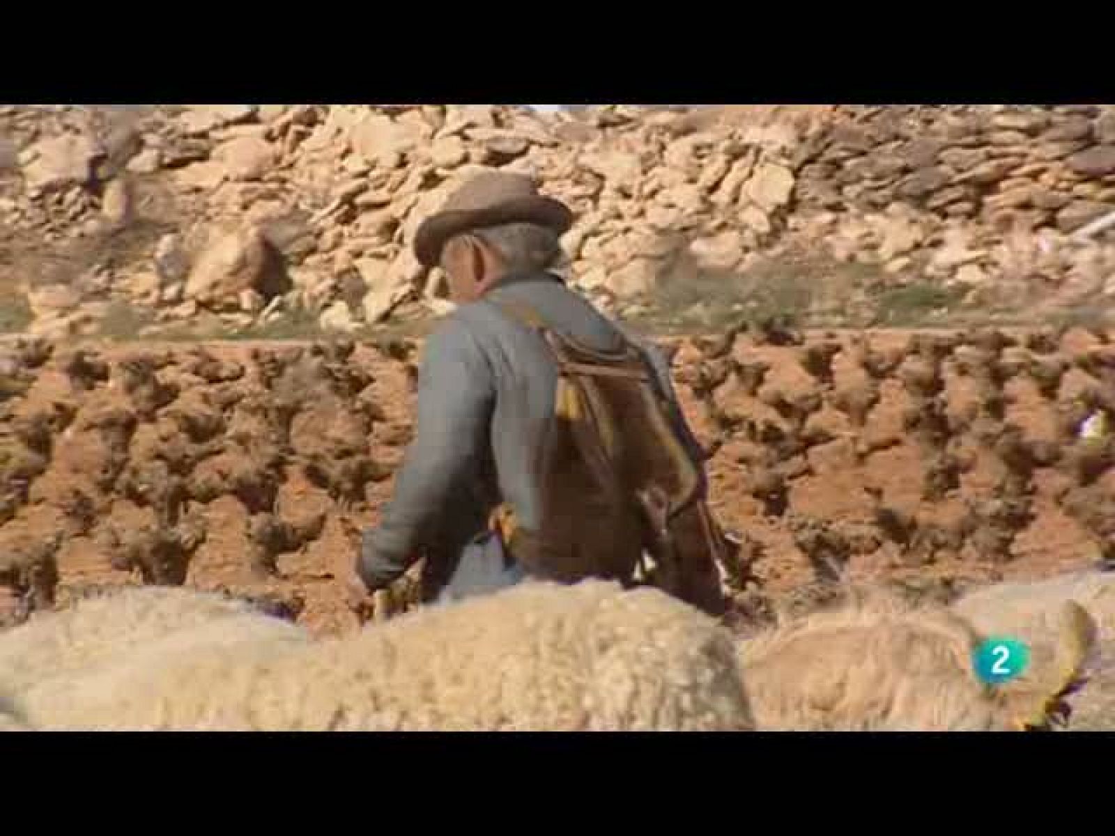 Biodiario - La vida del pastor