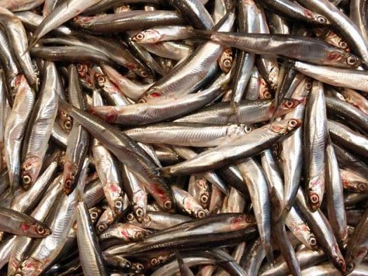 Ciencia y tecnología en Rtve.es - Peces vegetarianos