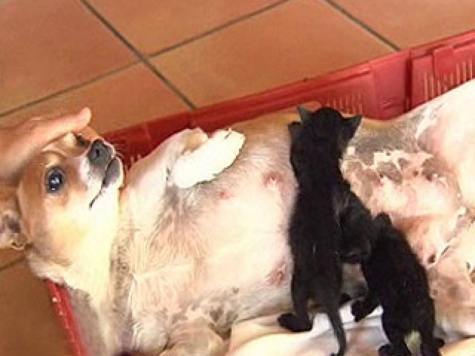 Mamá perra y sus gatitos