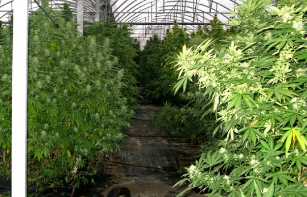  - Legalizar la marihuana