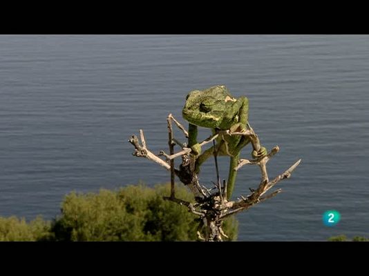 Biodiario - El camaleón