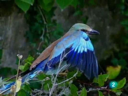 Racons de verd - Collserola