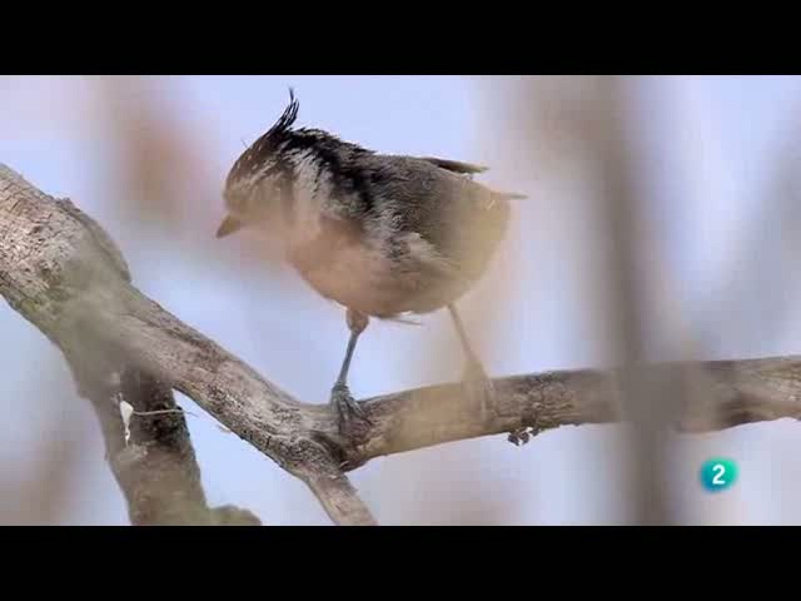 Biodiario (25/10/10)