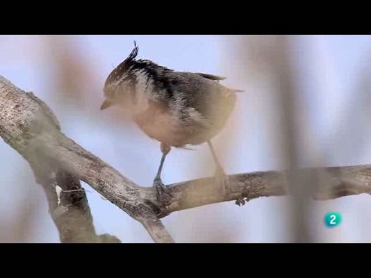 Biodiario - Herrerillo y carbonero