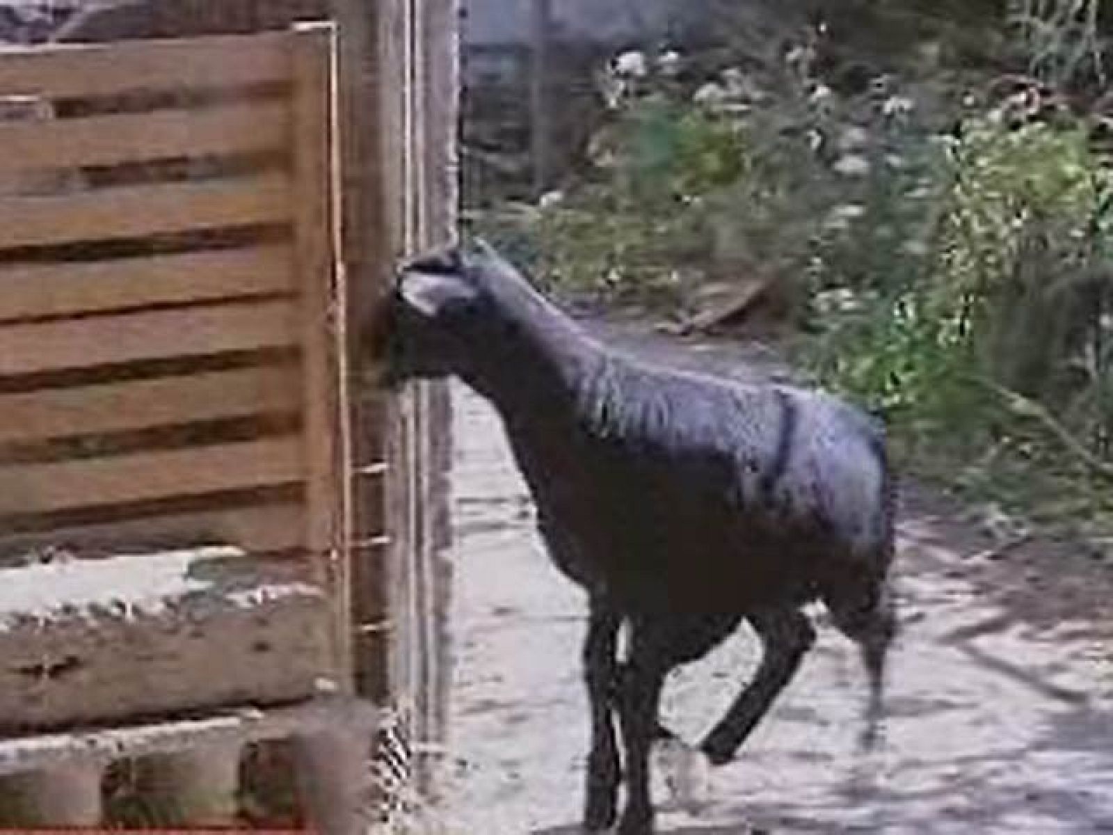 Nace un cordero en Gran Canaria con 5 patas y 6 pezuñas