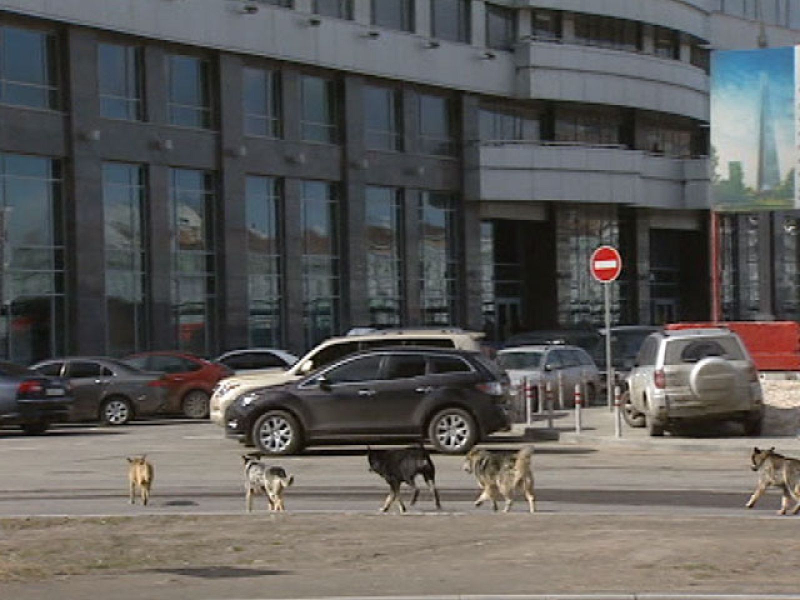 Los lobos toman las calles de Moscú | Ver