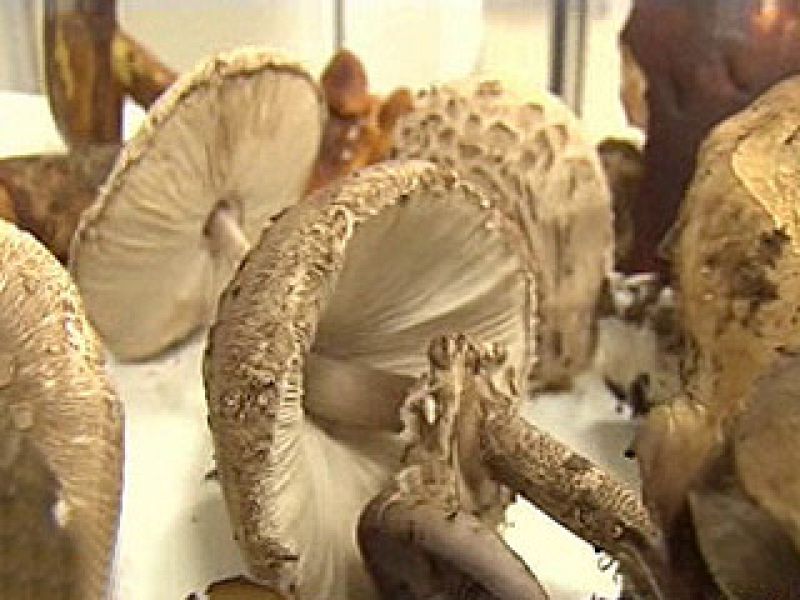 España Directo - Ojo con las setas venenosas