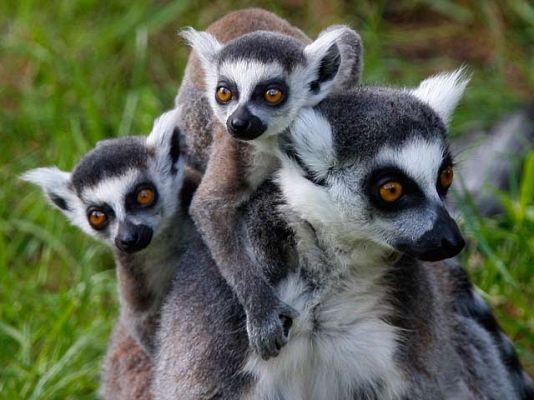 Ciencia y tecnología en Rtve.es - Animales vertebrados en extinción