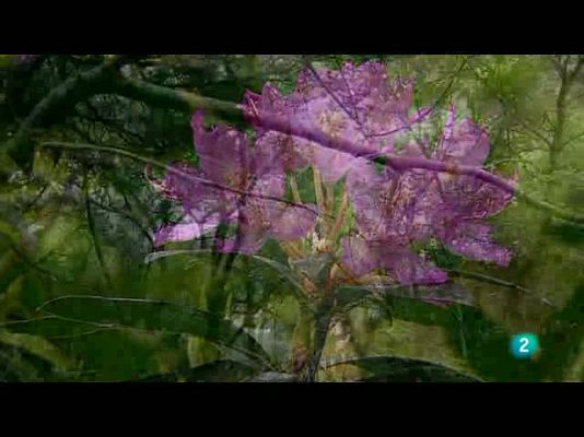 Biodiario - Canutos del parque de Alcornocales