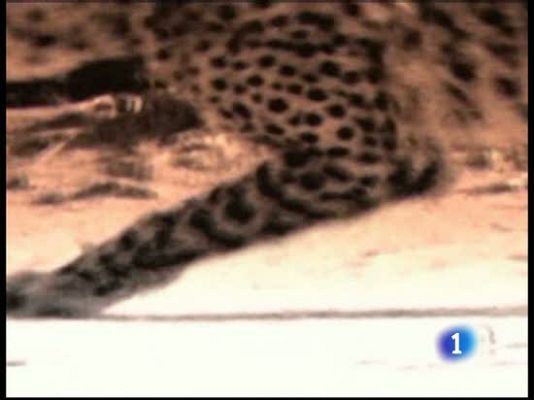  - ¿Cristiano es un guepardo?