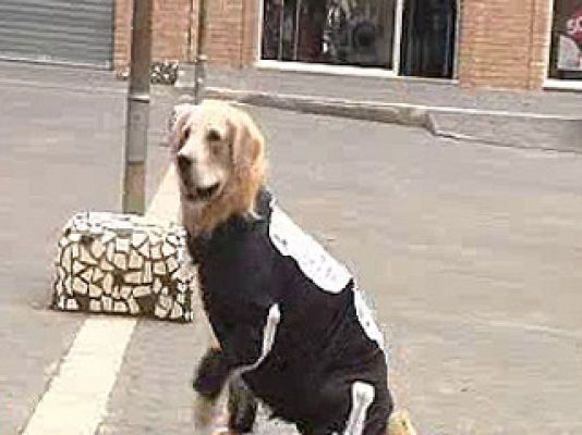 España Directo - Mascotas monstruosas