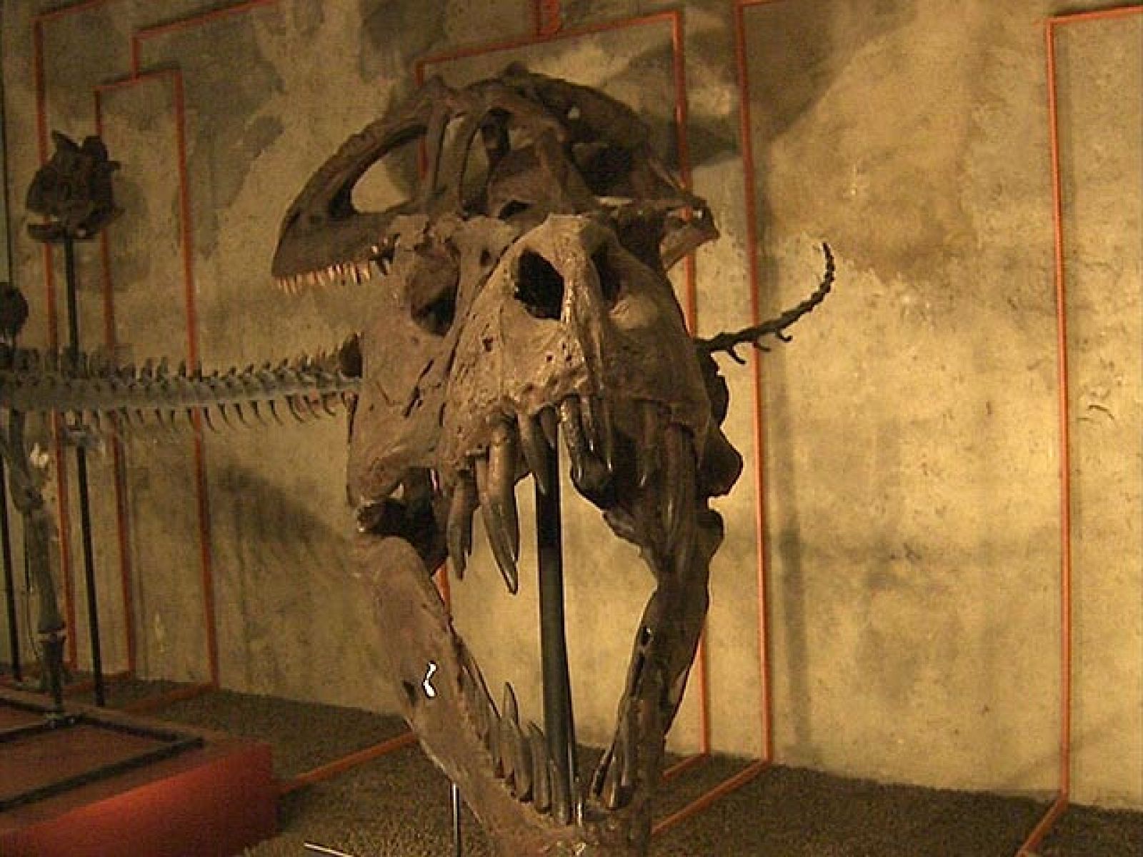 Paleontólogos portugueses y españoles encuentran restos de Alosauros | Ver