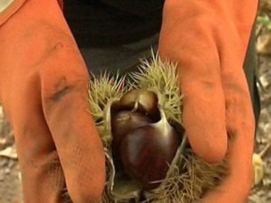 España Directo - Una familia de castañeros