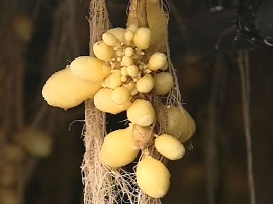 Ciencia y tecnología en Rtve.es - Cultivar con las raíces al aire