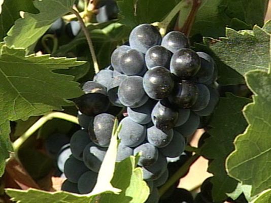 Ciencia y tecnología en Rtve.es - Vino ecológico