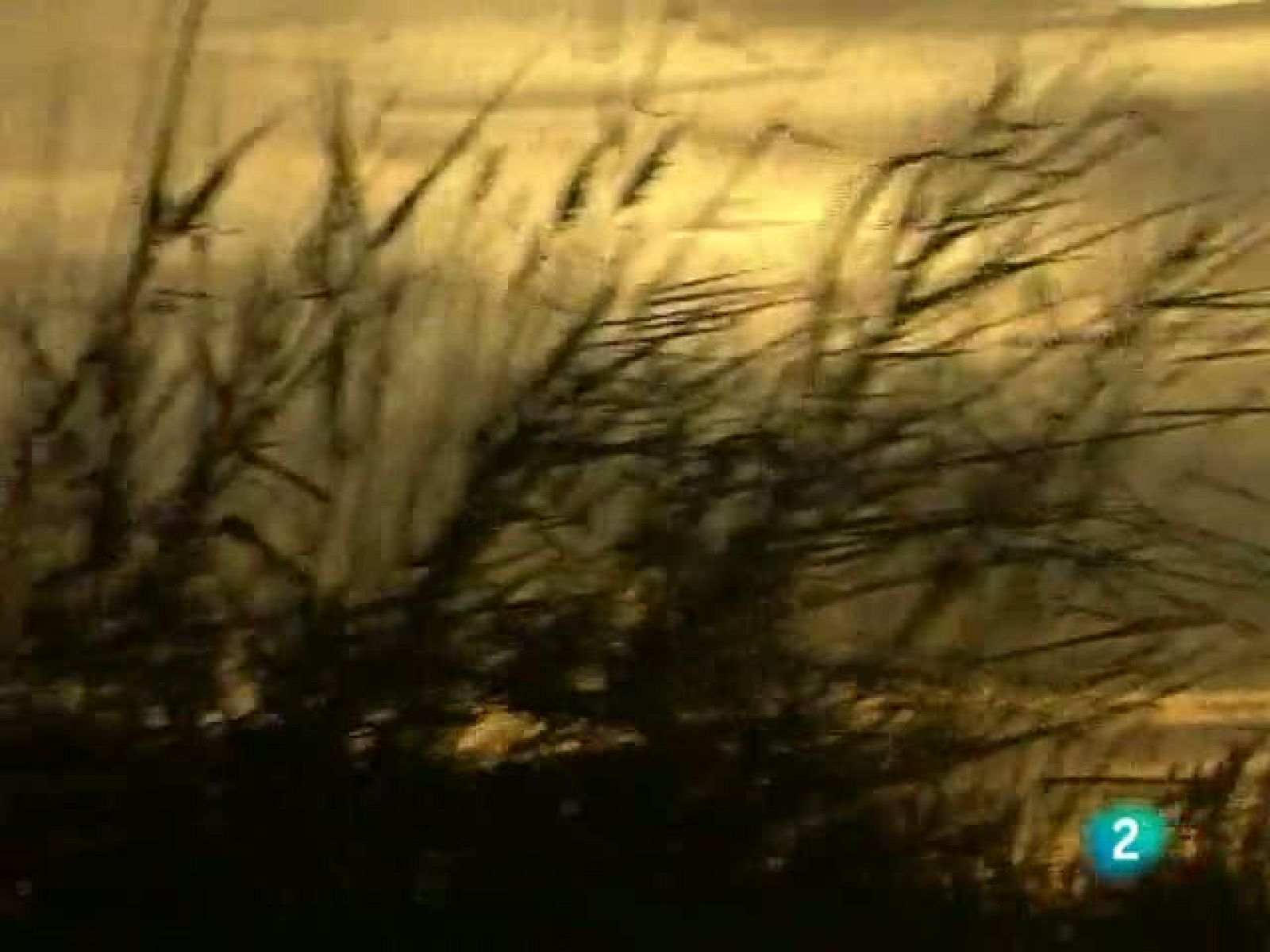 Racons de verd (05/11/2010)