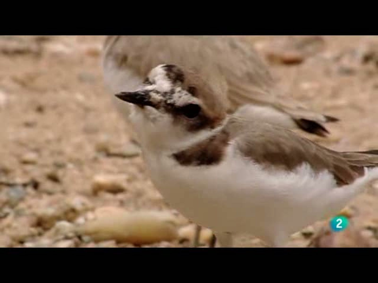 Biodiario - Alegría matinal para los observadores de aves. - Biodiario | Ver