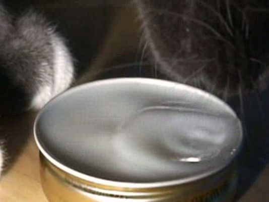 Ciencia y tecnología en Rtve.es - La lengua de un gato a cámara lenta