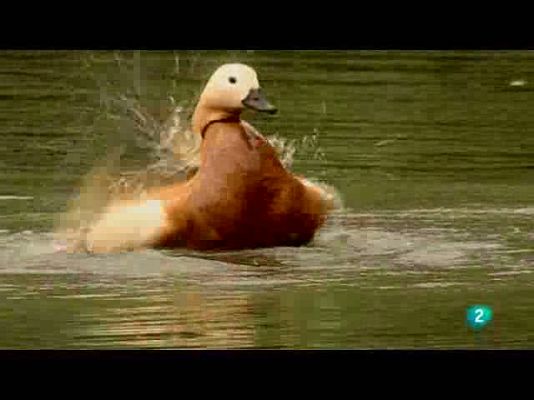 Biodiario - Biología y elegancia