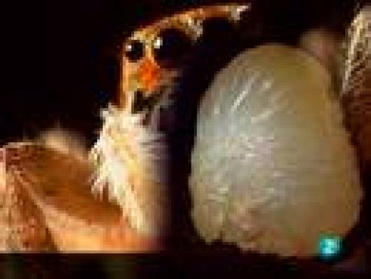  - Algo más que piedras