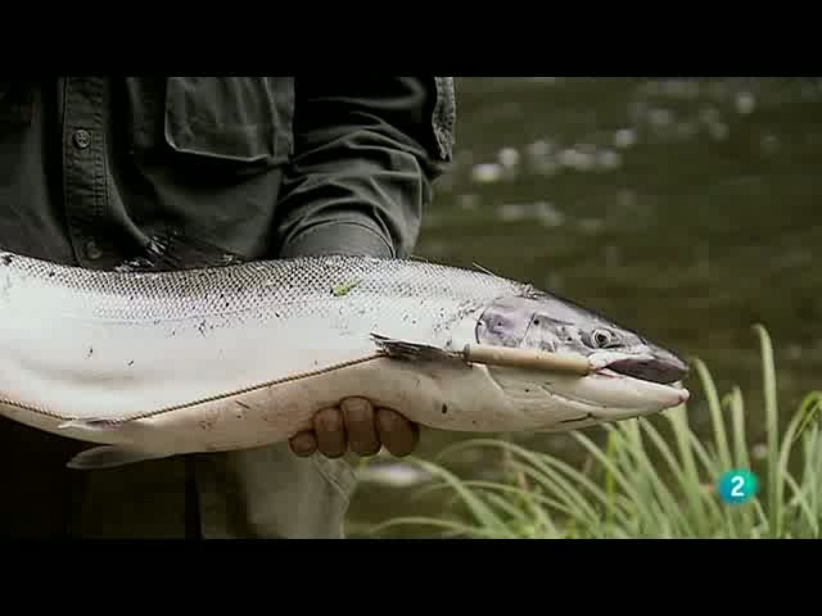 Biodiario - Pez ágil, gran cazador de moscas - Biodiario | Ver